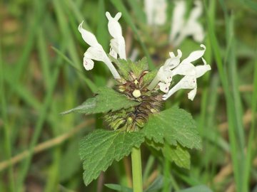 Lamium bifidum / Falsa-Ortica bifida